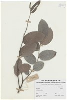 藏品(算盤樹)的圖片